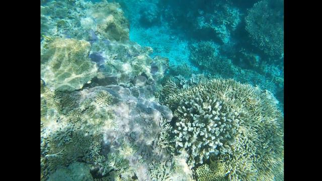 🇦🇺 BEST PLACES TO VISIT IN AUSTRALIA 🇦🇺 Great Barrier Reef Snorkelling Lady Musgrave Island | TOP 1 смотреть онлайн