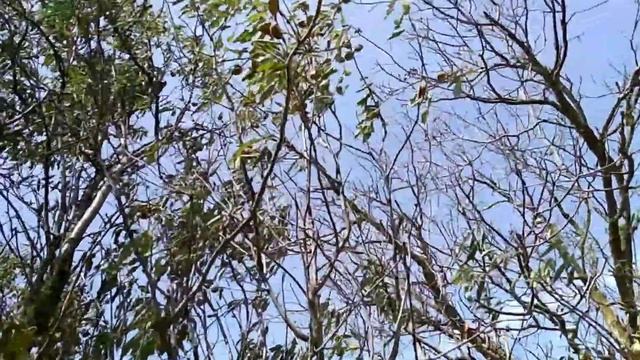 Как растёт миндаль грецкий орех Краснодарский край смотреть онлайн