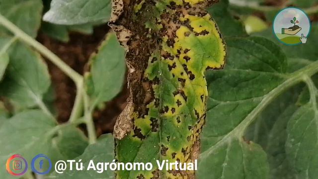 Peca negra o mancha bacteriana lo que necesitas saber. смотреть онлайн