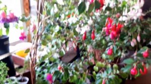 КАК СОХРАНИТЬ ФУКСИИ ЗИМОЙ. Советы и опыт Наталья, нюансы и особенности ухода и зимовки.