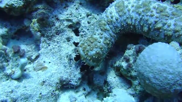 Рыбы Красного моря. Морской огурец/Голотурия. смотреть онлайн