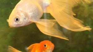 ВУАЛЕХВОСТ. СОДЕРЖАНИЕ В АКВАРИУМЕ