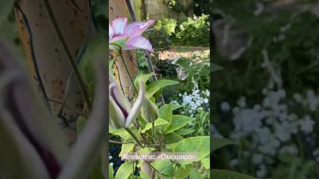 Clematis “Omoshiro”великоквітковий, ранній сорт. Японський сорт, але йому добре в Україні смотреть онлайн
