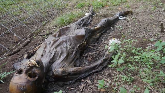 The fascinating process of human decomposition смотреть онлайн