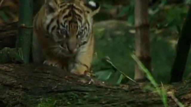 В Австралии спасли редкого белого вомбата смотреть онлайн