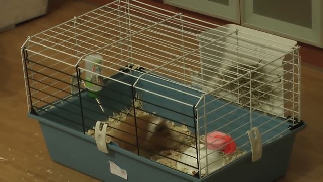 ПОПКОРНИНГ у морской свинки