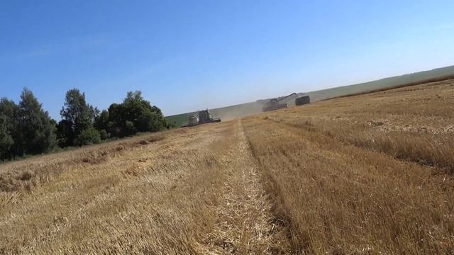 4.08.20. Озимая пшеница, сорт Алексеич. Уборка. смотреть онлайн