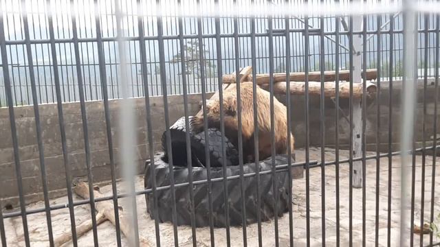 Горный Алтай зоопарк 2 Эко Ферма. Медведь / Mountain Altai Zoo 2 смотреть онлайн