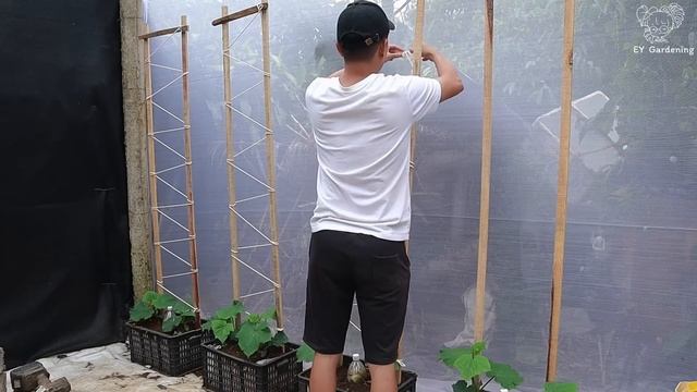 Growing Cucumbers With Ripe Bananas - Lots Of Flowers - Big Fruits