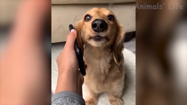 ? Funniest ? Cats and ? Dogs - Awesome Funny Pet Animals ? смотреть онлайн