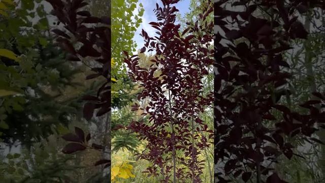 Черемуха краснолистная. Питомник растений Велес г Чита. Саженцы. Озеленение. Ландшафтный дизайн смотреть онлайн