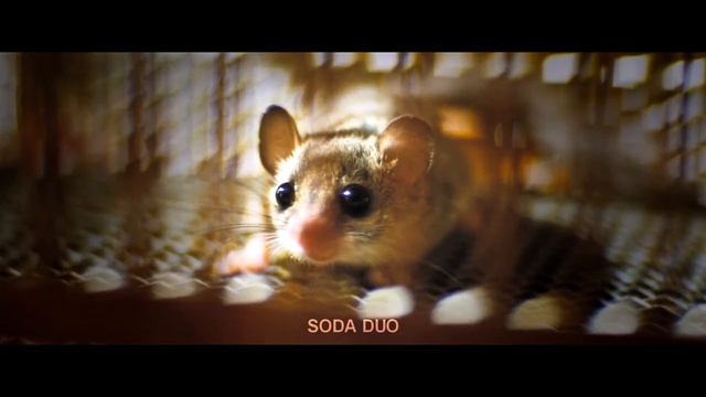 "Я знаю о любви очень много" – отрывок из к/н "Звёздная пыль" [sᴏᴅᴀ ᴅᴜᴏ] смотреть онлайн