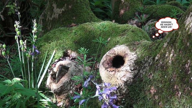 OXLIP WOOD - 'BB'  SOCIETY 'FOSTERING FELLOWSHIP' EVENT 2017