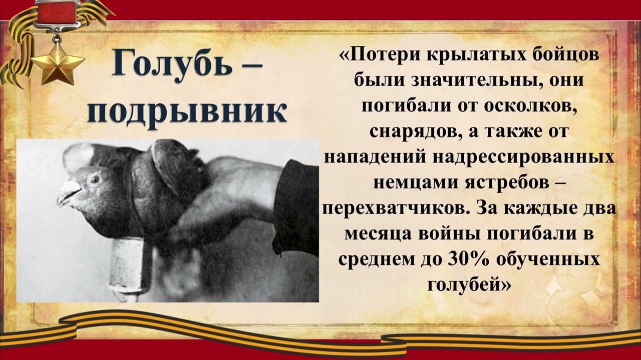 Животные на войне смотреть онлайн
