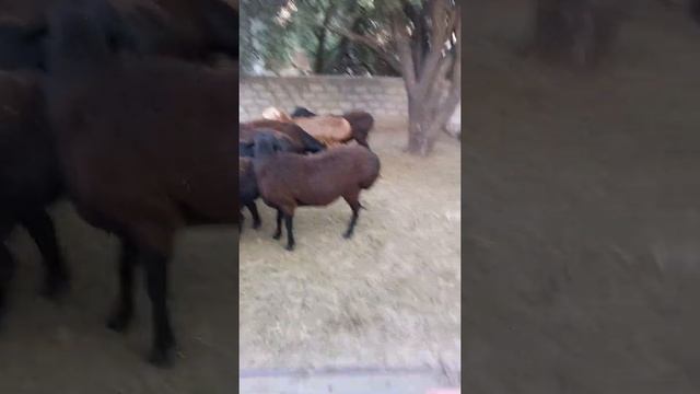 ЗОТИ ГУСФАНДИ ХИСОРИ смотреть онлайн