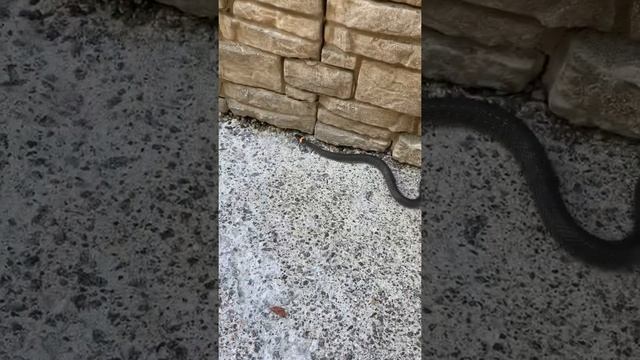 Змея , вот как выглядит уж смотреть онлайн