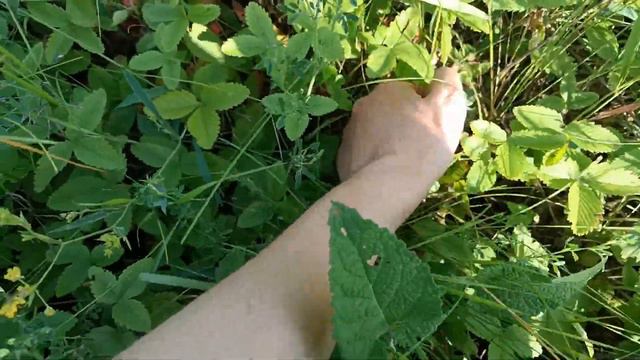 ОТец ищет реликтовый чабрец и землянику 2 июля смотреть онлайн