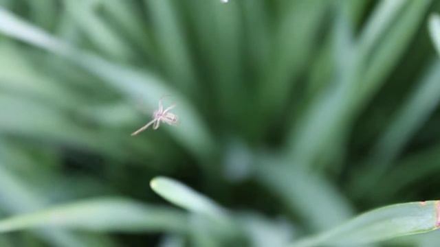 How spiders weave their webs / Как паук плетет паутину смотреть онлайн