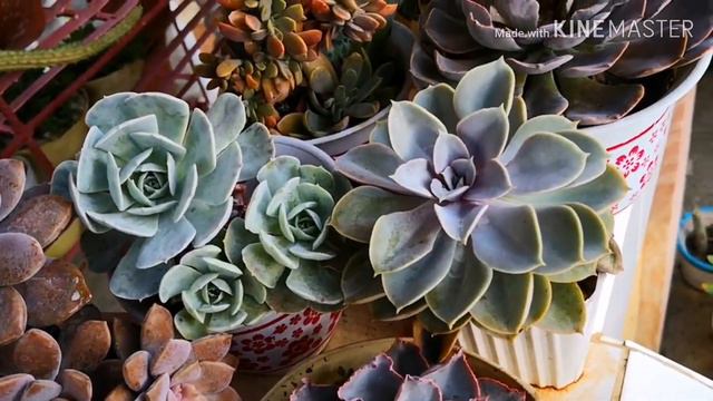 BEHEADING SUCCULENTS? PAANO? /CNS LOVER PH смотреть онлайн