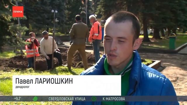 Посадки Ёлки Сибирской 2022г смотреть онлайн