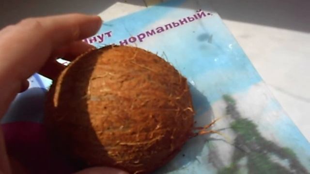 Высадка мха на кокосе смотреть онлайн