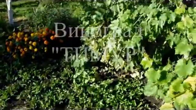 Виноград ТИМУР 0007