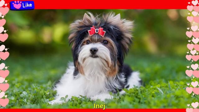 Nomes fofos para cachorro: ideias criativas para seu animal de estimação смотреть онлайн