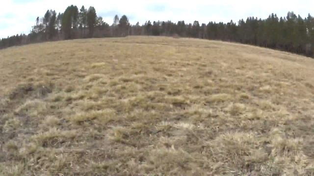 Тренировка Ягд-терьера по поиску смотреть онлайн