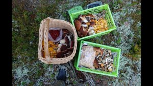 Грибная разведка 02 сентября 2023. Приозерский район