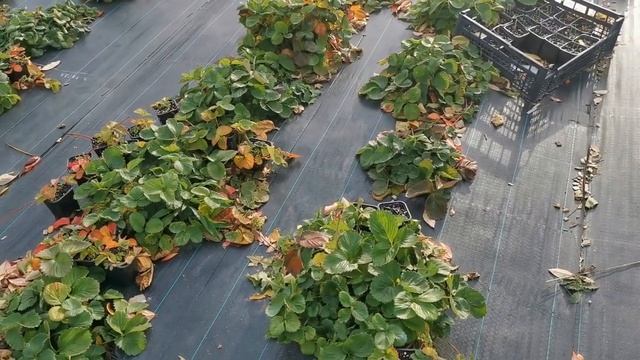 САЖАЕМ КЛУБНИКУ в НОЯБРЕ. Почему мне нравятся поздние посадки. смотреть онлайн