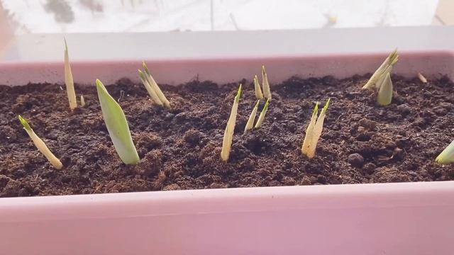 Крокусы, тюльпаны, нарциссы в горшке на подоконнике! Легко!!! смотреть онлайн
