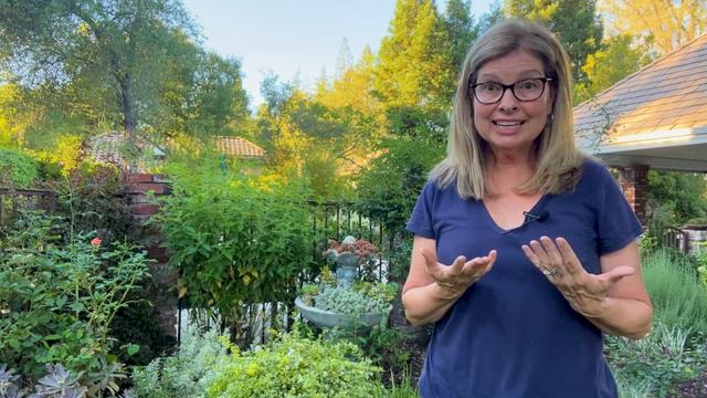 Foliage Over Flowers: Combine These Foliage Plants For An Exciting Display