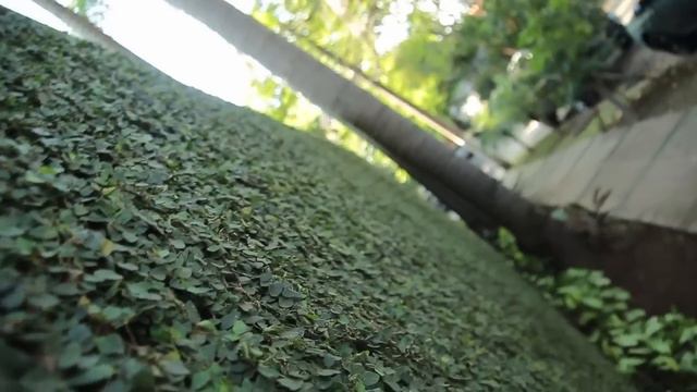 O duelo das plantas de cobrir muros смотреть онлайн