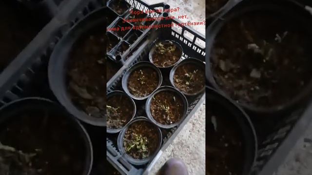 #Гортензия#крупнолистная#в#подвале#Ну#что#там#? #Глянем#? смотреть онлайн