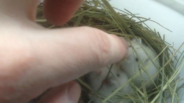 Кричащий хомяк