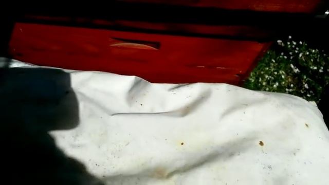 Стимулирующая подкормка на время похолодания 18 апреля 2019г