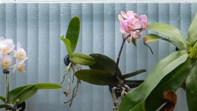 Палюдариум. Тетра Конго. смотреть онлайн