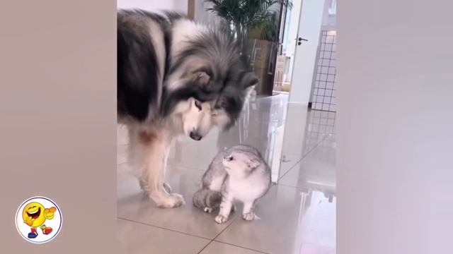 Most Funny Kitten Videos |Impossible to watch without LAUGHTE😂 Невозможно смотреть без СМЕХА😂 смотреть онлайн