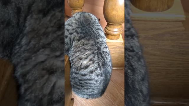 2января 2018г. Кот устал,сил нет смотреть онлайн