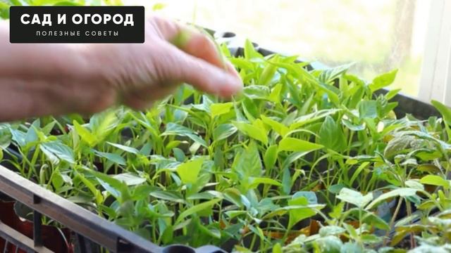 Рассада Будет Крепкая ! Мощная Подкормка Рассады!