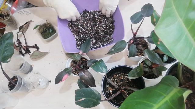 Филодендрон, Монстера. Результат укоренения во мху, воде и грунте. смотреть онлайн