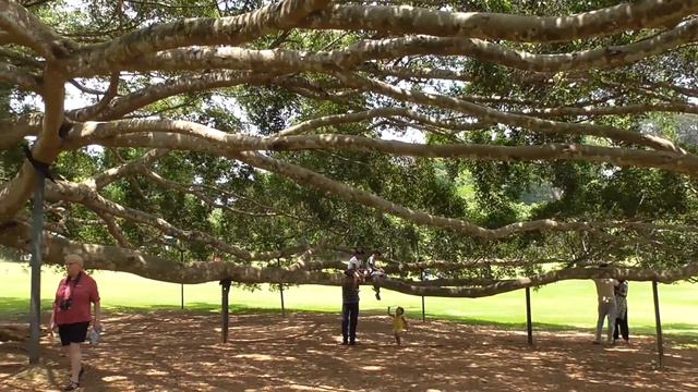 The Royal Botanic Gardens at Peradeniya, Sri Lanka смотреть онлайн