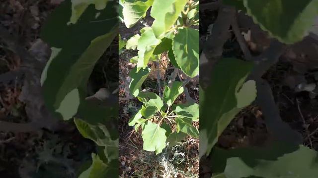 Мои некоторые деревья...😉 смотреть онлайн