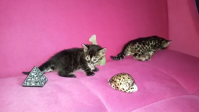 Бенгальские котята смотреть онлайн