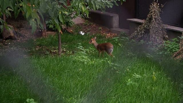 Антилопа дикдики / Antelope Dik-dik / E-M10 Mark II