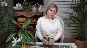 Семена огурцов ? ОГУРЦЫ КИТАЙСКОЙ СЕЛЕКЦИИ ? Обзор hitsadTV