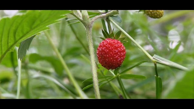ЛЮБОВЬ ШАЛАБАЕВА ОСТАТЬСЯ #формаслов_видео смотреть онлайн