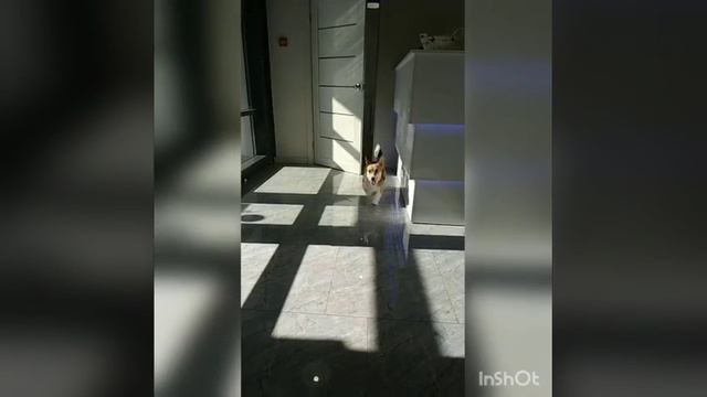 Корги ЛУНА! Груминг корги. смотреть онлайн