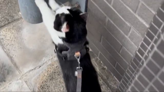 MENGENAL KUCING MUNCHKIN, DARI CIRI-CIRI, JENIS, SEJARAH, DAN FAKTA UNIKNYA смотреть онлайн