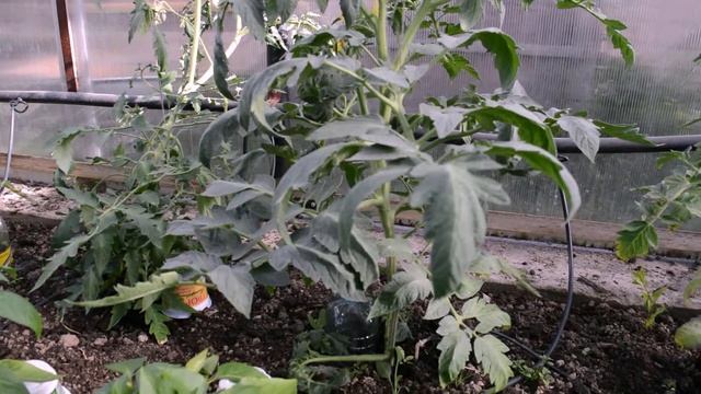 Посадка томатов в теплицу. Пасынкование томатов. смотреть онлайн